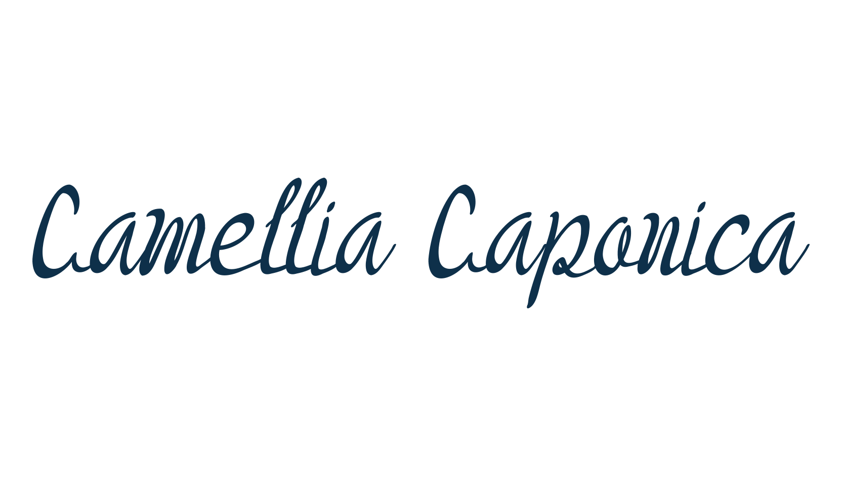 Camellia Caponica, fancy decorative font preview