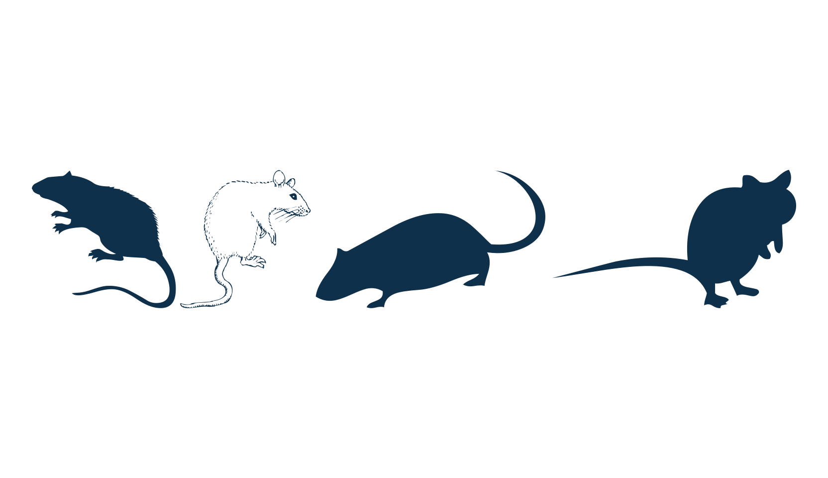 Rats, display market font preview